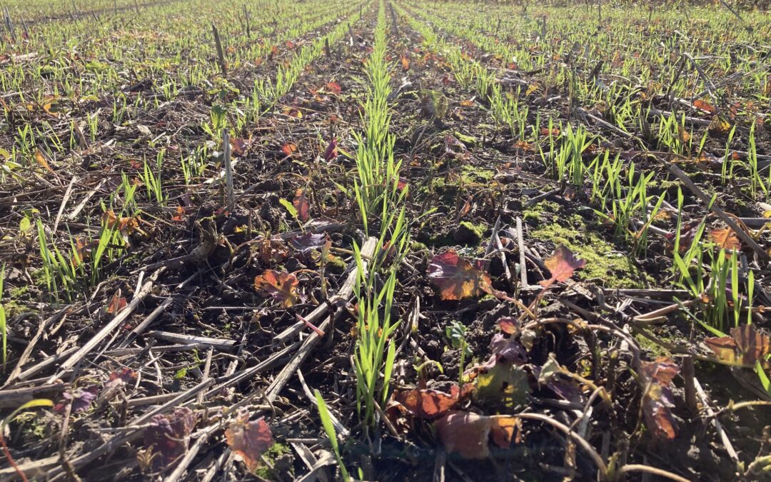 Read the TRAILS4SOIL newsletter